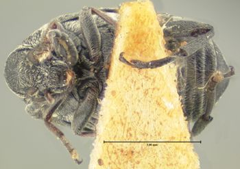 Media type: image;   Entomology 8204 Aspect: habitus ventral view